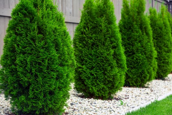 Arborvitae Planting in Wilmington