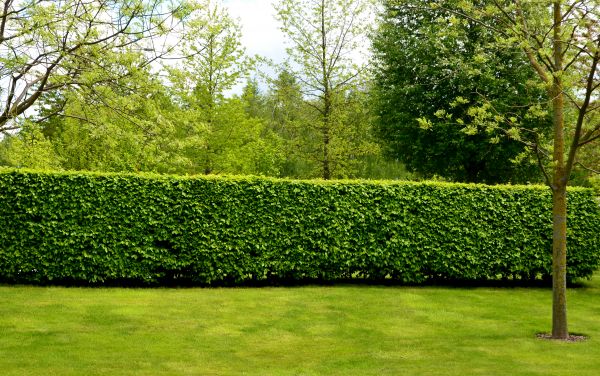 Hedge Planting in Wilmington