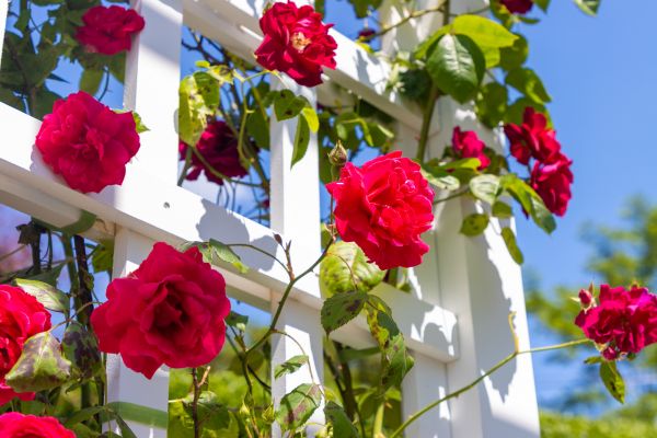 Home Gardening Service in Wilmington