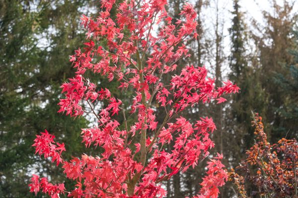 Japanese Maple Planting in Wilmington