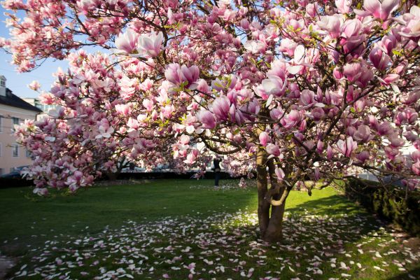Magnolia Tree Planting in Wilmington