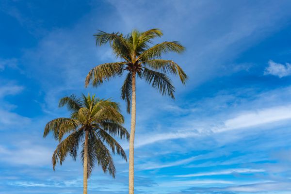 Palm Tree Planting in Wilmington
