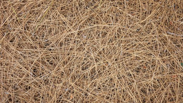 Pine Needles Delivery in Wilmington