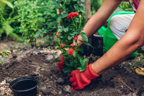 Planting Service in Wilmington