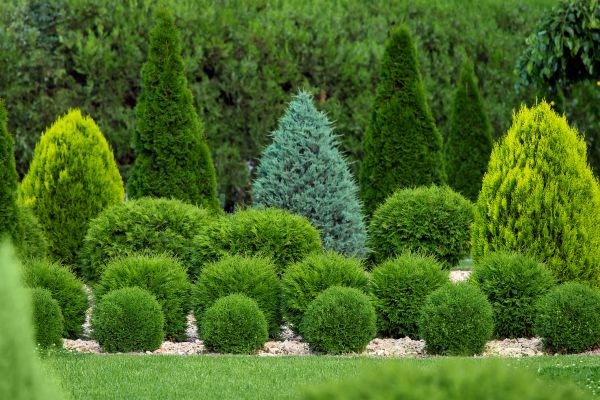Shrub Replacement in Wilmington