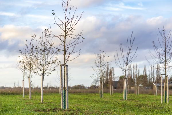 Tree Installation Service in Wilmington