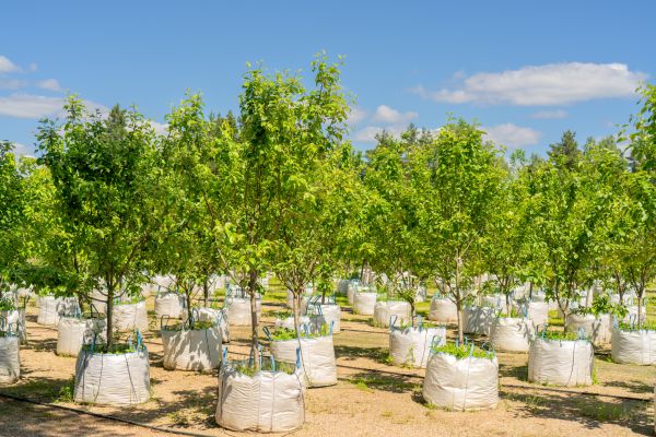 Tree Planting Service in Wilmington