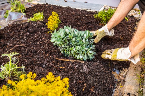 Weeding And Mulching in Wilmington