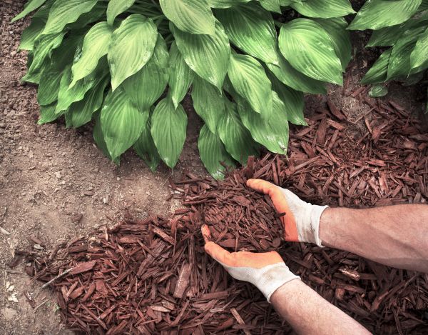 Shredded Mulch Service in Wilmington