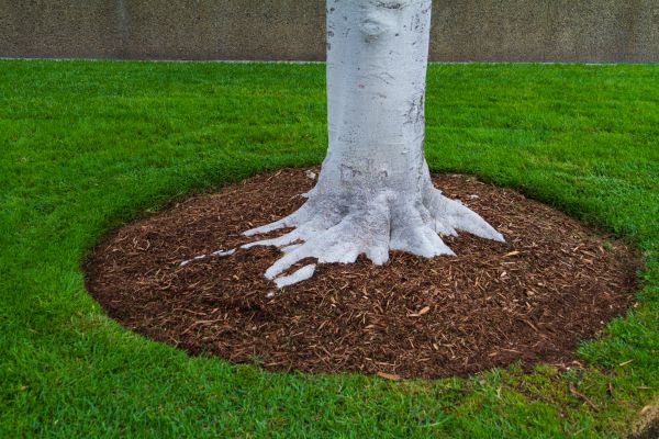 Brown Mulch Installation in Wilmington