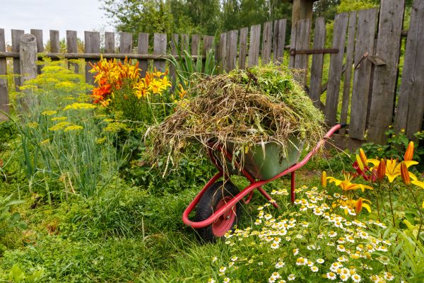 Garden Cleanup Service in Wilmington