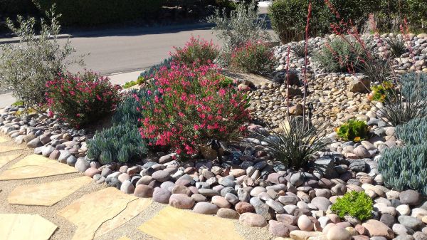 Xeriscape Landscaping in Wilmington