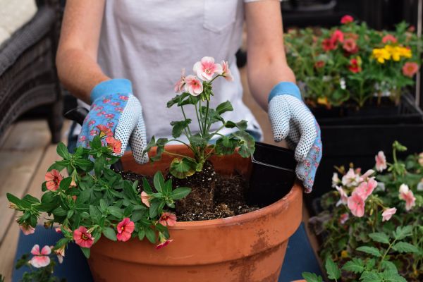 Plant Care Service in Wilmington