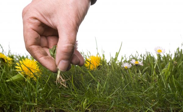 Lawn Weeding in Wilmington