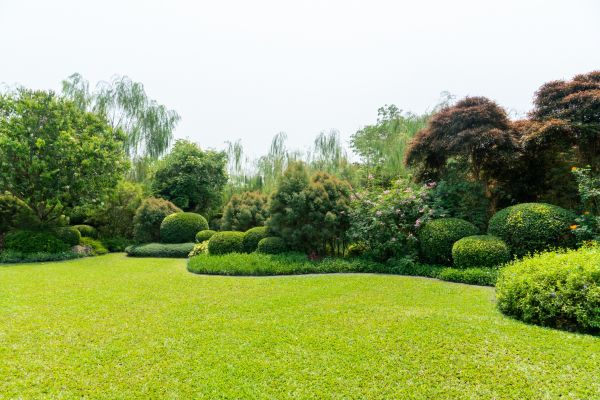 Tree Landscaping in Wilmington