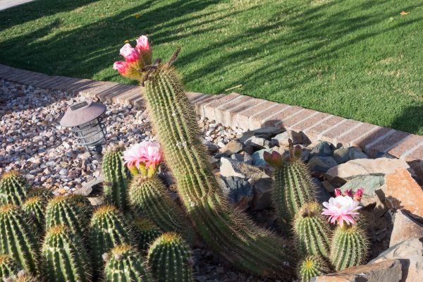 Desert Landscaping in Wilmington