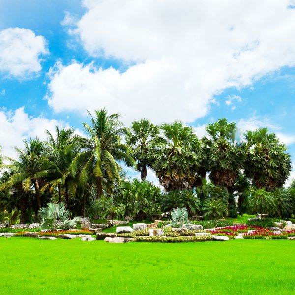 Tropical Landscaping in Wilmington