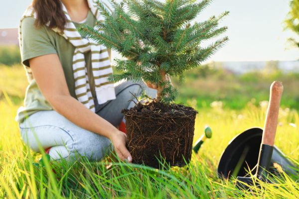 Spruce Tree Planting in Wilmington