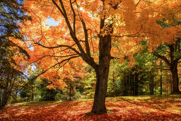 Maple Tree Planting in Wilmington
