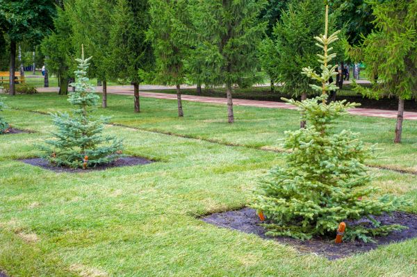 Privacy Trees Planting in Wilmington