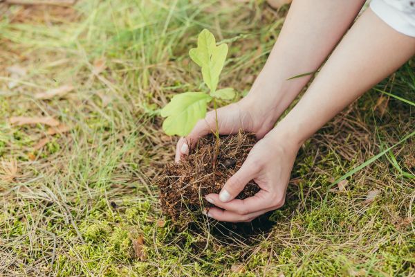 Oak Tree Planting in Wilmington