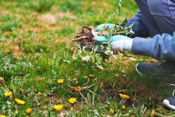 Flower Bed Clearing in Wilmington