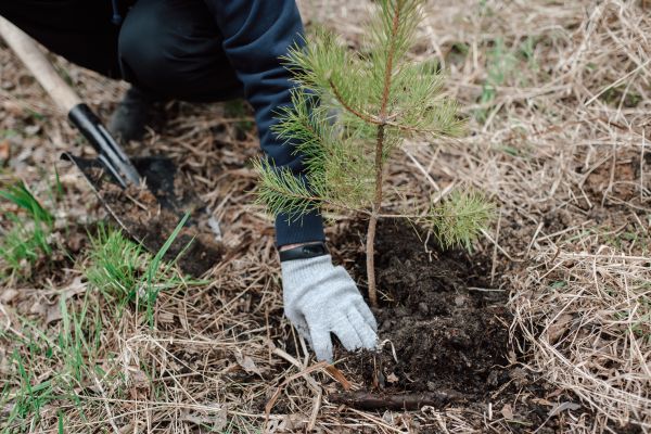 Pine Tree Planting in Wilmington