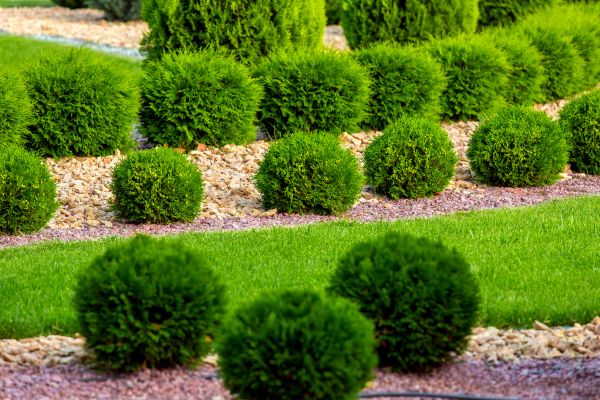 Bush Replacement in Wilmington
