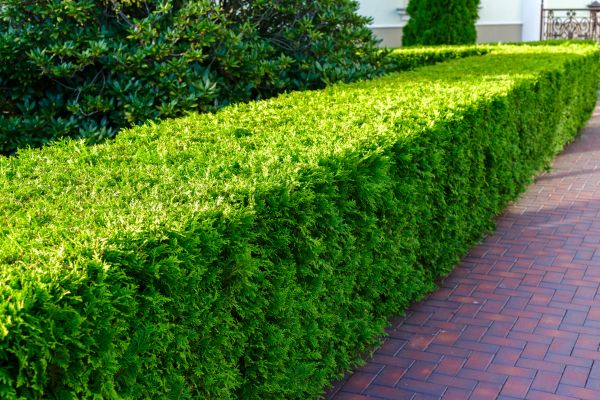 Hedge Installation in Wilmington