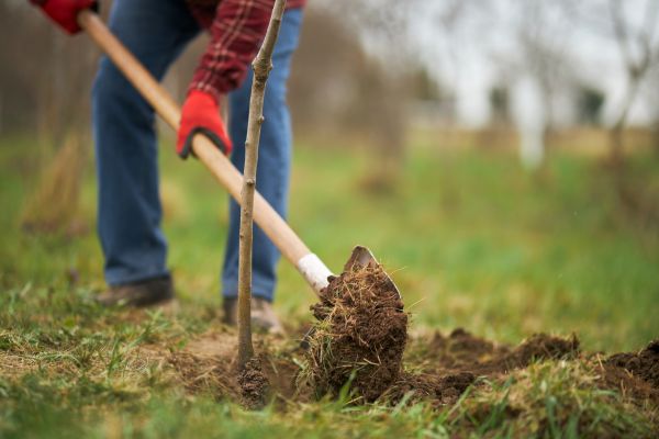 Trees Planting in Wilmington