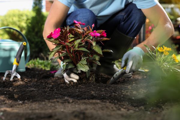 Plant Replacement in Wilmington