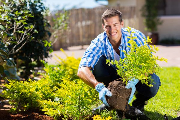 Shrub Landscaping in Wilmington
