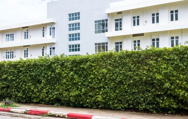 Privacy Landscaping in Wilmington