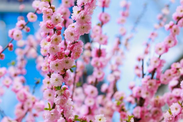 Japanese Cherry Tree Planting in Wilmington