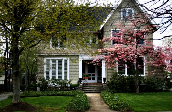 Ornamental Tree Planting in Wilmington