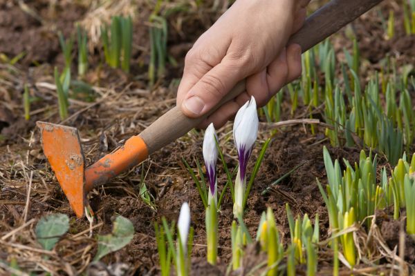 Flower Garden Weeding in Wilmington