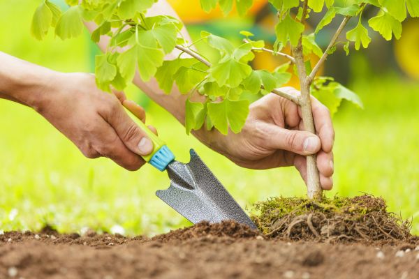 Fruit Tree Planting in Wilmington