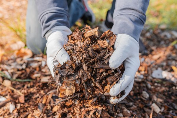 Shredded Mulch Installation in Wilmington