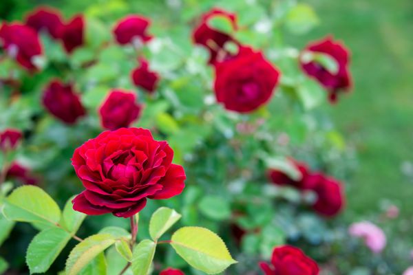 Rose Planting in Wilmington