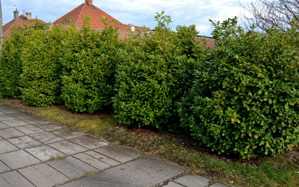 Privacy Shrub Installation in Wilmington