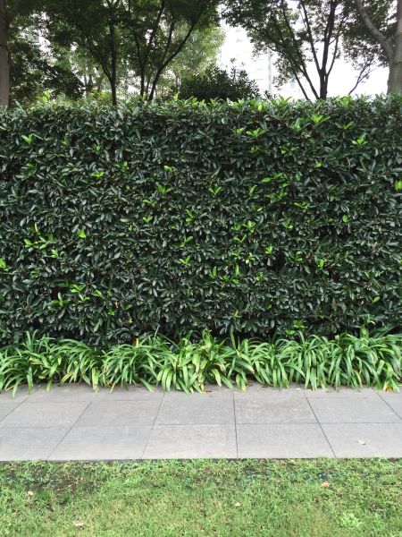 Privacy Shrub Planting in Wilmington