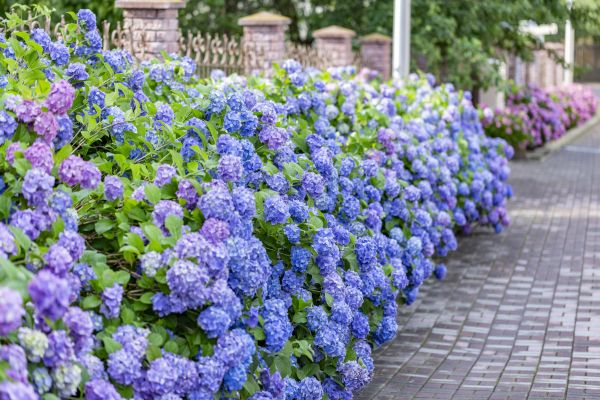 Hydrangea Landscaping in Wilmington
