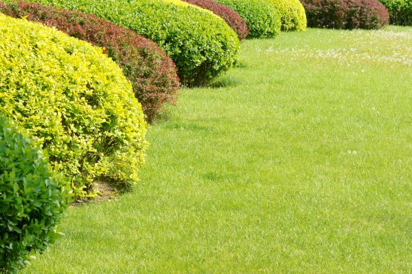 Shrubbery Planting in Wilmington