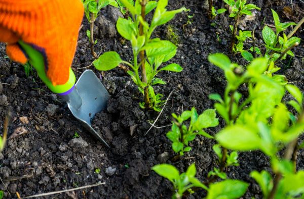 Hydrangea Planting in Wilmington