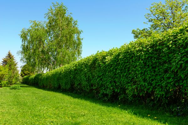 Hedge Replacement in Wilmington