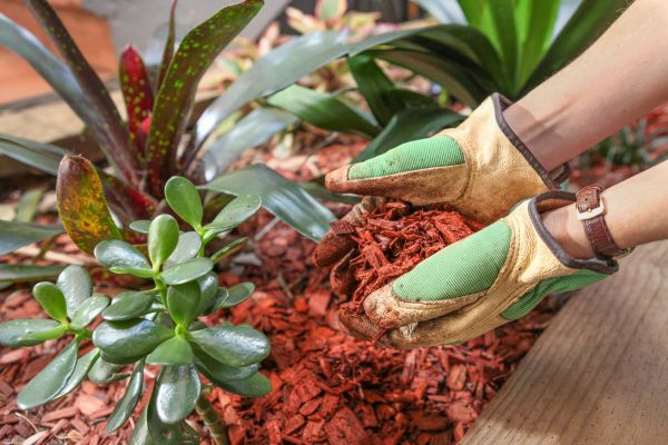 Cedar Mulch Installation in Wilmington