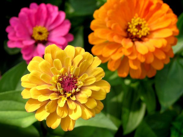 Zinnia Planting in Wilmington