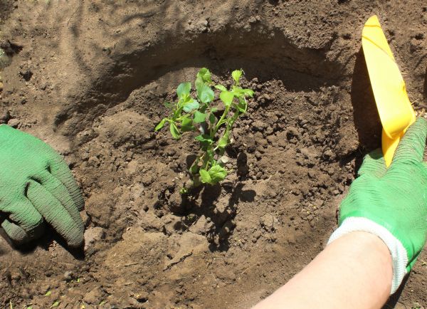 Rose Bush Planting in Wilmington