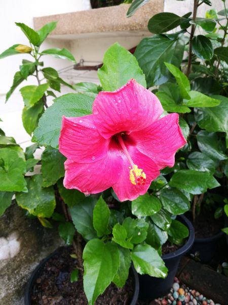 Hibiscus Planting in Wilmington