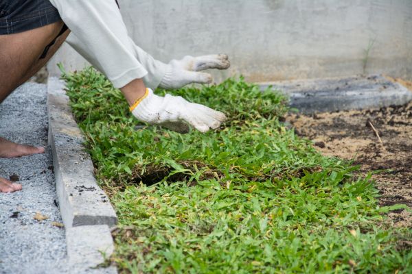 Ground Cover Planting in Wilmington